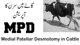 MPD in cow  Medial Patellar Desmotomy in cow [upl. by Aieka]