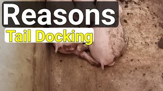 Reasons for cutting or docking pig tails  Tail Docking pig [upl. by Olracnaig]