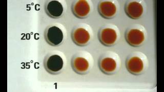 How Temperature affects enzyme activity [upl. by Akselav]