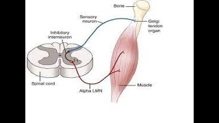 Two Minutes of Anatomy Golgi Tendon Organ [upl. by Arriet]