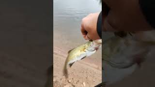 first tiktok at reservoir fishing for smallies fishing bassfishing catskillmountains [upl. by Acinorahs]