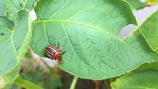 Doryphore sur plant de pomme de terre [upl. by Kirwin]