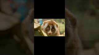 Slow Loris  cute and dangerous animal  unique junior artist [upl. by Buff]