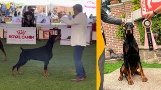 la MEJOR EXPOSICIÓN de DOBERMAN del PAÍS [upl. by Huppert]