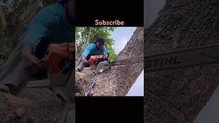 Stihl Ms 881 😱😱😱 shortsfeed trending viralvideo shorts [upl. by Truk]