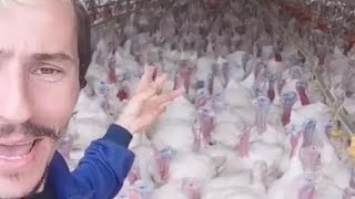 Man Talks To Flock Of Turkeys [upl. by Halford]