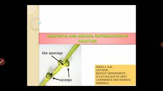 vegetative and asexual reproduction in psilotum [upl. by Loferski853]