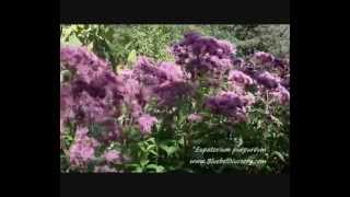 Eupatorium purpurea [upl. by Trina706]