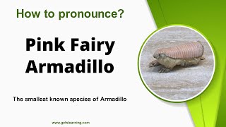 How to pronounce Pink Fairy Armadillo in English correctly [upl. by Gaughan]