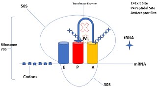 Mechanism of Action  Macrolides  Azithromycin  Clarithromycin  Erythromycin  Animation [upl. by Bonneau564]