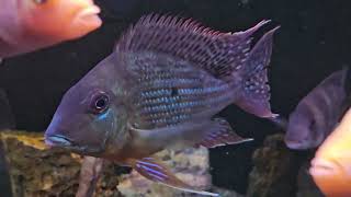 my Geophagus Surinamensis Slowly Growing also my Geophagus Brasillinsis digging some food [upl. by Namsu984]