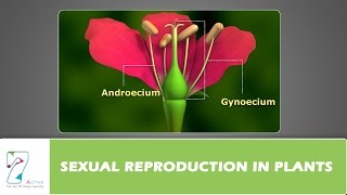 SEXUAL REPRODUCTION IN PLANTS [upl. by Yllaw]