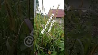 Setaria viridis plant melodybacanto6572 beautiful sidewalk plant nature [upl. by Cyrie]