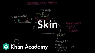 Meet the skin Overview  Integumentary system physiology  NCLEXRN  Khan Academy [upl. by Kile]