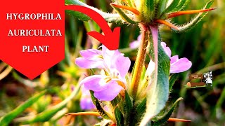 Rare Hygrophila auriculata Plant Nature Speakz [upl. by Nanaek]