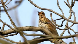 Song Thrush singing [upl. by Fortna450]