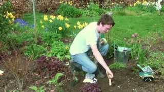 How to Grow Gladioli [upl. by Eeima]