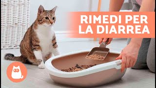 7 RIMEDI CASALINGHI contro la DIARREA nei GATTI 🐱✅ Come TRATTARE LA DIARREA nei GATTI [upl. by Birmingham]