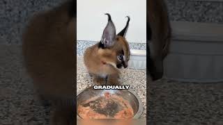 Couple nurtures abandoned caracal kitten back to health ❤️ [upl. by Steinman]