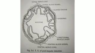 Balanoglossus  T S of Body passing through post Hepatic intestine [upl. by Ibloc]