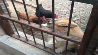 Corgi Barks At Chicken Fearlessly But Turn Out Corgis Scared Of Chicken [upl. by Auqinahs426]