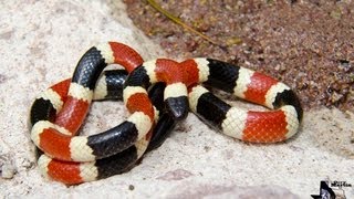 Arizona Coral Snake [upl. by Eecart]