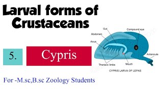 Part5 Larval forms of CrustaceaCypris For Msc Bsc Zoology Students [upl. by Valerlan]