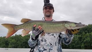 Muskies on Topwater [upl. by Knowles924]