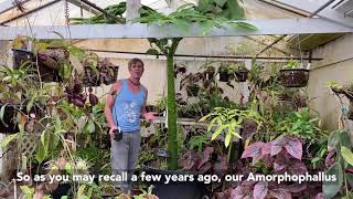 How to Grow an Amorphophallus titanum Corpse Flower [upl. by Meggy]