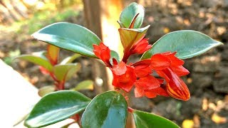 My Aeschynanthus Mona Lisa in Beautiful bloom [upl. by Gian]