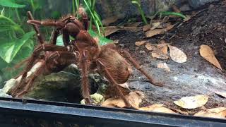 Theraphosa apophysis mating [upl. by Rydder]