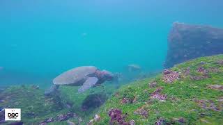 ¿Cómo es la ISLA FLOREANA en Galápagos [upl. by Gustie]