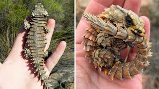 Armadillo Lizard  Nagiging pabilog bilang depensa [upl. by Samale]