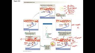 Unit 3 Part 25 Sliding Filament Mechanism or Contractile Cycle [upl. by Eerej]