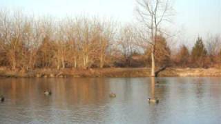 duck hunting quotcanvasback footagequot [upl. by Thordia]