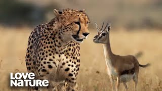 Cheetah Hunts Newborn Gazelle to Feed Cubs  Love Nature [upl. by Asenab]