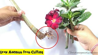 How To Grow Adenium From Cuttings  Desert Rose From Cuttings  Adenium Propagation [upl. by Akenit706]