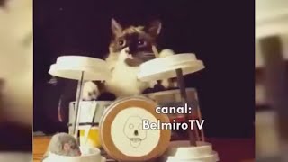 Belmiro Memes Dublagens de animais engraçados  Episódio 14 [upl. by Eileek]