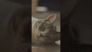 3 Ways Your Cat Shows Their Love 🐱 shorts cat cats pet pets [upl. by Ystap]