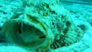 Scorpion Fish being cleaned by Pederson Shrimp [upl. by Akelahs]