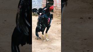 Asil rooster crowing aseel rooster pakistan [upl. by Grekin]