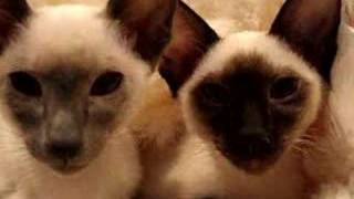 Our new Siamese Kittens [upl. by Gibson]