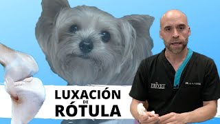 🦴LUXACIÓN DE RÓTULA EN PERROS  Traumatología Veterinaria [upl. by Pepito]