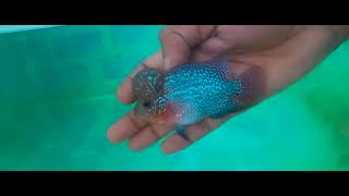 FLOWERHORN FARM  LOW PRICE  flowerhorn aquariumfish hyderabad  TELUGU [upl. by Aynik97]