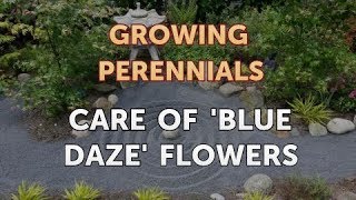 Care of Blue Daze Flowers [upl. by Teresina]