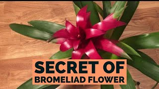 Bromeliad Guzmania  How To Care [upl. by Yodlem]