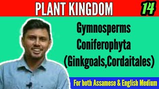 Coniferophyta Ginkgoals amp Corditails Plant Kingdom class 11 biology‎Reaction ConceptDhanjit Deka [upl. by Mareah225]