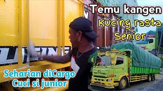 Temu kangen kucing rasta senior‼️Seharian dicargo cuci si junior [upl. by Latonia]