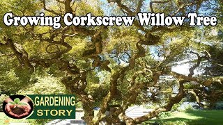 How To Grow A Corkscrew Willow Tree [upl. by Livvie]