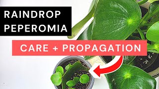 Peperomia Polybotrya Care  Propagation amp 3month result  Raindrop peperomia Coin leaf peperomia [upl. by Grannie998]